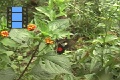 Scene 16_hssflight_Parides around lantana bush close-up